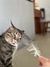 伟嘉猫粮成猫夹心粮 全价粮吞拿鱼1.3kg布偶蓝猫橘猫加菲英短猫咪 实拍图