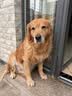 伯纳天纯中大型犬全价成年犬粮金毛宠物主粮羊肉蔓越莓15kg囤货装 实拍图