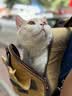 维克（Virbac）耳漂滴耳液狗狗猫咪预防耳螨清洁耳道洗耳液犬猫耳部清洁宠物滴耳液 60ml 实拍图