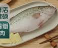 鲜活冲浪河鲈鱼400-500g/条 中秋送礼家宴宴请 实拍图