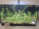 尼特利二代水草泥鱼缸专用水藻泥生态草缸底砂营养土1.5L/袋 实拍图