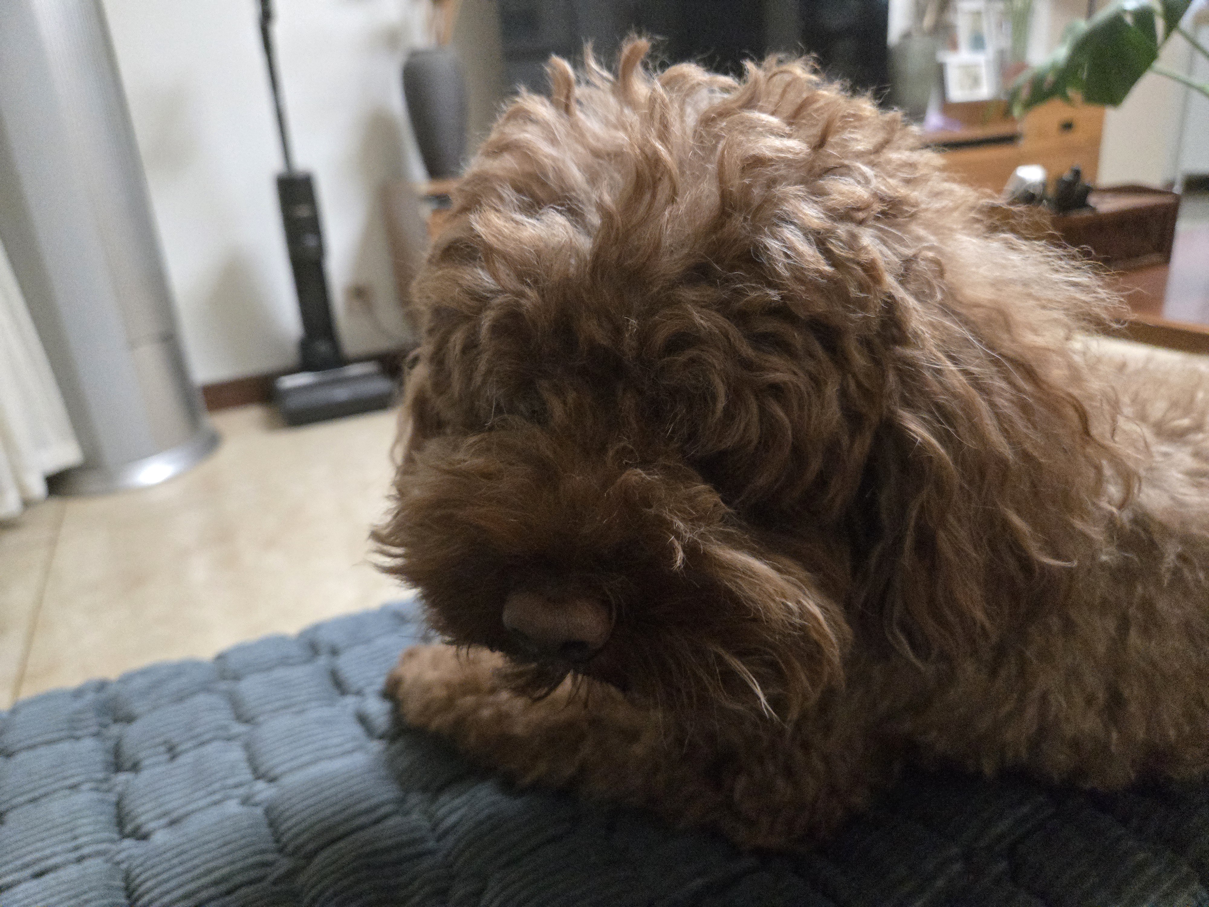 皇家狗粮 成犬狗粮 犬粮 宠物小型犬 PR27 全价犬粮≥10月2KG 实拍图