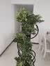 叹为观止大型植物发财树各种大颗盆栽开业乔迁客厅办公室内好养大型花卉 造型鸭脚木【1.5-1.7米】 含盆 实拍图