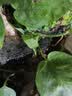 临雅仙洞龟背竹盆栽爬藤植物室内好养四季观叶垂吊绿植适合懒人养的花 长藤仙洞【简易盆】高40cm左右 实拍图