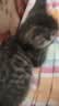 冠能猫粮 成猫猫粮鸡肉味10kg 全价猫粮 稳固免疫【宠物金选】 实拍图