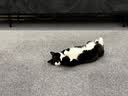 皇家英短成猫粮 BS34 通用粮 12月以上 4.5KG 实拍图