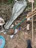 尔澜3cm粗嫁接冬枣树苗甜度大果树苗庭院露天盆地栽水果苗木源头直发 实拍图