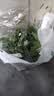 【火锅季】带根香菜100g 实拍图