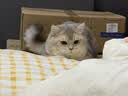 皇家猫粮 英短成猫粮 BS34 通用粮 12月以上 2KG 实拍图