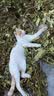 馋小汪猫咪零食猫条妙鲜湿粮包猫零食成猫幼猫营养鱼油猫罐头整箱批发 150支收纳盒装 混合口味 实拍图
