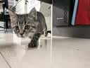 皇家猫粮 幼猫猫粮 幼猫奶糕 K36 通用粮 4-12月 2KG【宠物金选】 实拍图