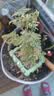 文竹盆栽绿植花卉盆景植物室内客厅水培文松云竹文竹大苗四季常青 小文竹【1颗】原盆原土球发货 高度15-25cm 实拍图