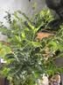 植筑小叶紫檀吸水石造型盆景摆件办公室桌面茶室内客厅盆栽水培绿植物 天然吸水石+小叶森林紫檀+（塑料盆） 高48cm*宽28cm*长32cm 实拍图