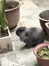 洁西（JESSIE）磨牙草棒 装兔子磨牙棒仓鼠龙猫荷兰鼠混合牧草磨牙零食20支*2罐 实拍图