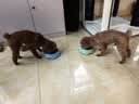 麦富迪 狗粮 超肉粒冻干双拼全期犬粮小型犬中大型犬成犬幼犬通用天然粮 【靓毛益肠胃】小型犬全期专用|试吃包450g 实拍图