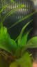 疯狂水草鱼缸过滤材料 8D生化棉 鱼缸过滤棉专用高密度净化鱼缸滤材超滤棉 实拍图