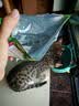 LEGENDSANDY蓝氏全价猫粮生鲜高能系列成猫幼猫 试用 试吃 猎鸟乳鸽 50g*5 实拍图