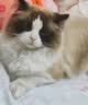 皇家猫粮 布偶成猫粮 RA32 通用粮 12月以上 2KG【宠物金选】 实拍图