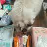 皇家布偶成猫粮 RA32 50g【活动专用请勿单独下单】 实拍图