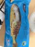 海名威 冷冻黄花鱼700g/2条装 宁德大黄鱼 海鱼 生鲜鱼类 海鲜水产 实拍图