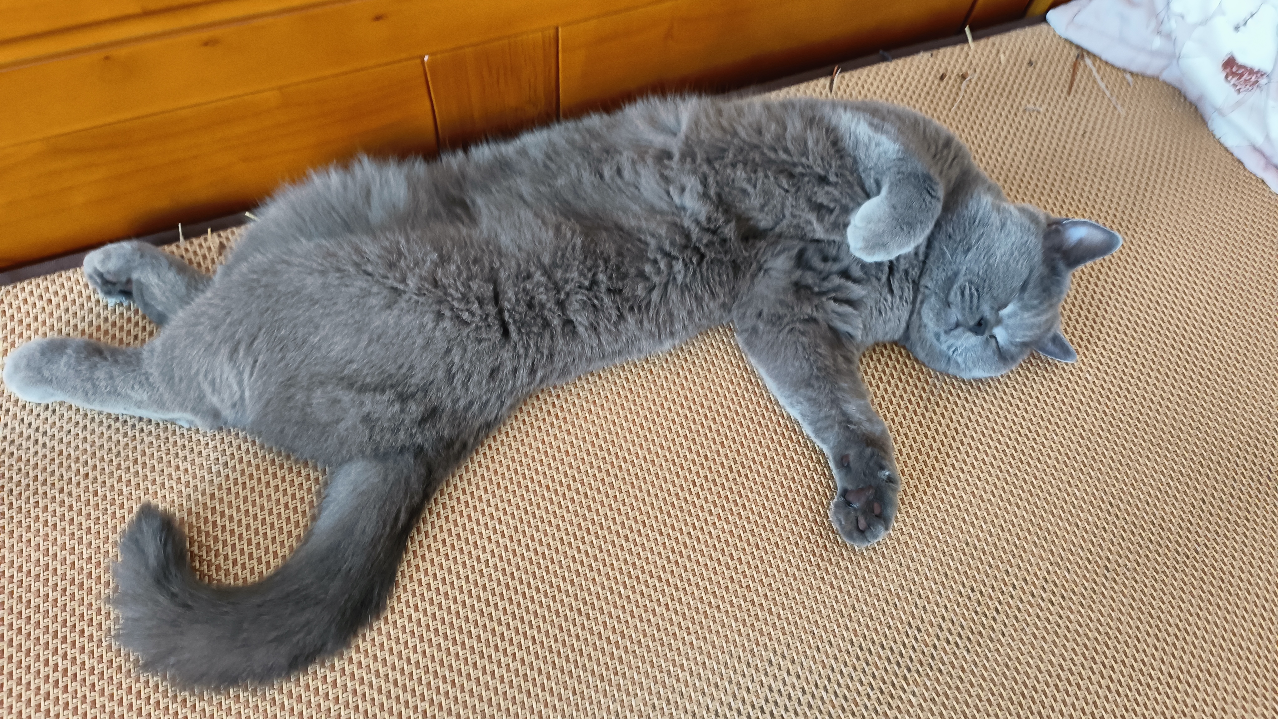 奥丁（ODIN）猫粮 幼猫成猫全阶段通用宠物主粮 低盐鱼肉味全价猫粮10kg 实拍图