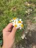 南同四海南京同仁堂 桂花蜜酱0添加无糖桂花酱咖啡专用桂花蜂蜜 实拍图