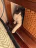 麦富迪猫罐头 浓汁猫罐头猫咪零食成幼猫补水亮毛吞拿鱼鲜虾85g*24罐 实拍图