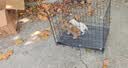 腆宠狗笼狗窝猫笼狗笼子中小型犬带厕所猫笼子大号家用室内狗围栏兔笼 实拍图