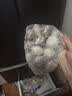 ZOOLII黄牛毛肚三剑客 净重750g 固化物≥65% 黑白千层毛肚叶片生鲜牛肉 实拍图