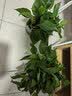 京东绿植绿萝盆栽除甲醛花卉绿植办公室180款加仑自吸水盆8盆装源头直发 实拍图
