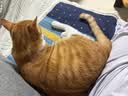 亿迪 冻干猫粮幼猫成猫全阶段布偶蓝猫布偶小包装5斤装 实拍图