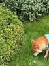 疯狂小狗宠物狗狗零食磨牙棒牛皮卷小型犬幼犬成犬 小号甜甜圈80g*3 实拍图