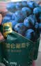 西域美农 黑加仑葡萄干250g 新疆特产大颗粒吐鲁番提子干休闲零食烘焙原料 实拍图