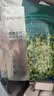 珀莱雅（PROYA）面膜美白补水淡斑提亮肤色抗皱提拉紧致保湿熬夜多片大容量装 小球藻31片+水母31片 实拍图