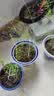 植物支架B1P50-固定花架爬藤花卉盆栽金钱树造型制作材料支撑 铁支架【0.2*40cm】10支 默认 实拍图