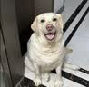 VETWISH唯特适赛犬同款节倍力狗狗鲨鱼软骨素医护版180g宠物钙片关节修护 实拍图