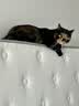 京东京造撑腰经典款Ultra弹簧床垫软硬两用 乳胶+黄麻7区独袋弹簧1.5x2米 实拍图