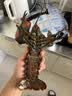 鲜京采 【活鲜】 鲜活波士顿龙虾 净重400-500g/只 源头直发 保活到家 实拍图