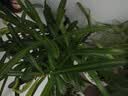绿有意绿植盆栽多肉花卉盆栽植物室内桌面水培绿植办公室客厅植物懒人 文竹+罗汉松+鸭脚木+满天星 实拍图