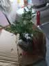 文竹盆栽绿植花卉盆景植物室内客厅水培文松云竹文竹大苗四季常青 小文竹【1颗】原盆原土球发货 高度15-25cm 实拍图