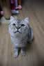 皇家猫粮 幼猫猫粮 幼猫奶糕 K36 通用粮 4-12月 2KG 实拍图