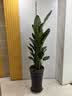 花财主天堂鸟盆栽办公室大型绿植客厅鸭脚木植物家用吸甲醛净化空气好养 7-8天堂鸟1.6-1.7【圆柱盆】 实拍图