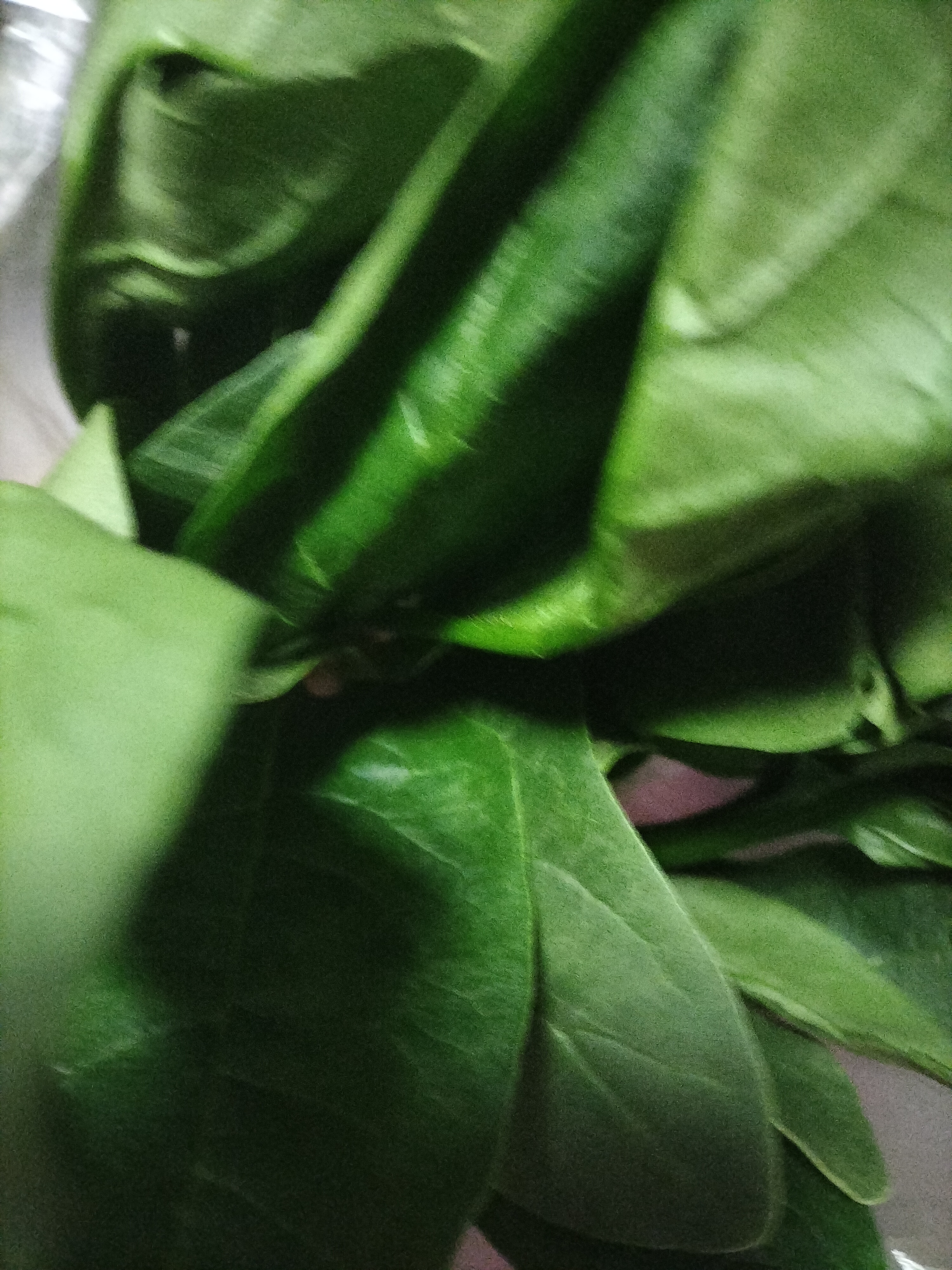 大菠菜300g 实拍图