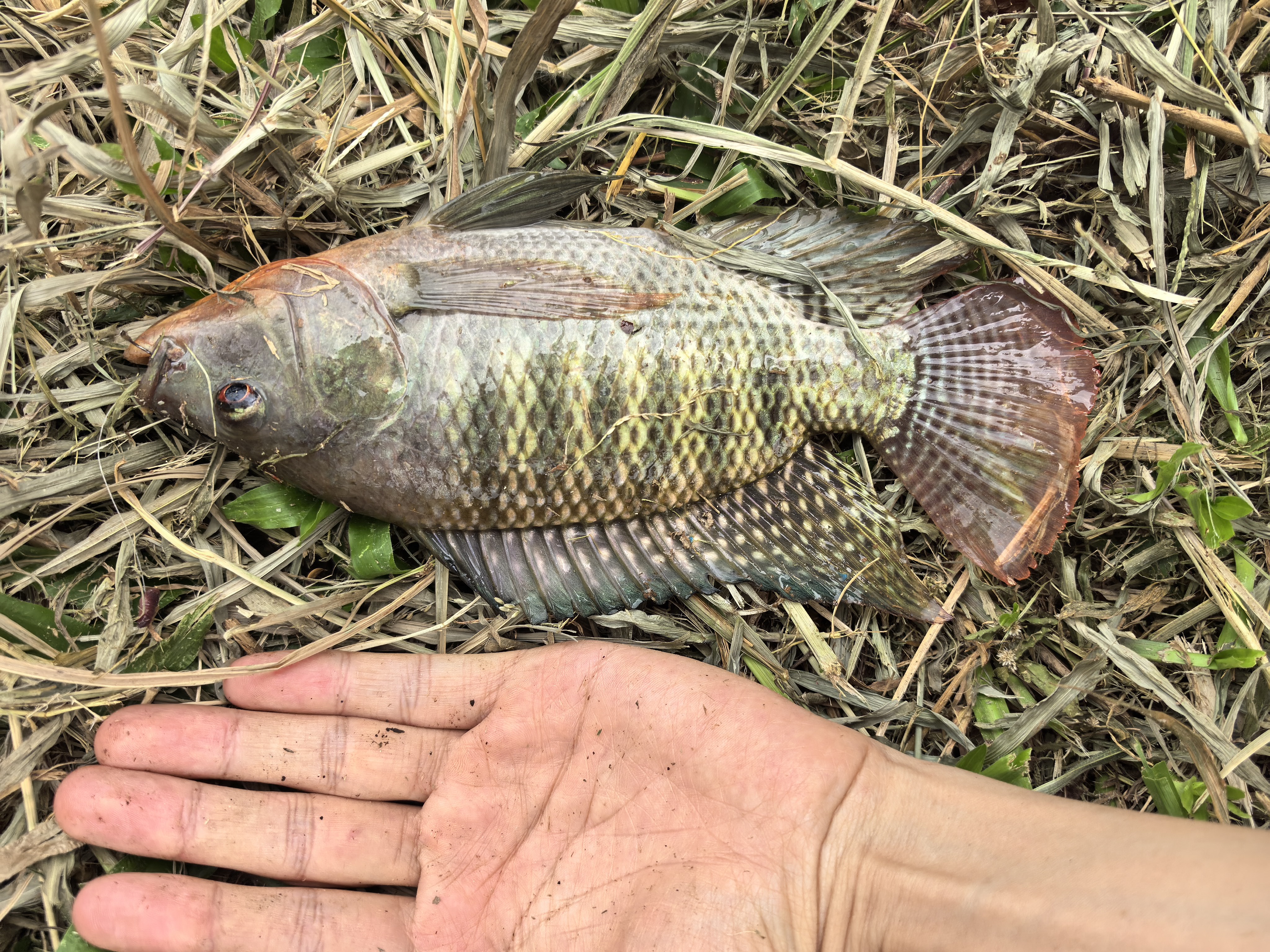 神鲨湖库王4.5米鱼竿超轻超硬碳素钓鱼竿手竿台钓竿鲤鱼杆鲫鱼竿渔具 实拍图