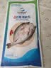 仙泉湖三去白蕉海鲈鱼1斤/条净膛刺少肉厚珠海特产500g海鲜水产生鲜食材 实拍图