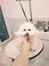 冠能狗粮体重控制绝育犬成犬狗粮全价2.5kg 高蛋白低脂肪健康减轻体重 实拍图