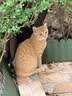 好主人（CARE）金装无谷猫粮通用高肉高蛋白【升级金装80%含肉量】成猫粮2.5kg 实拍图