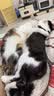麦富迪猫粮barf霸弗天然猫粮冻干奶糕幼猫粮高蛋白温和养护肠胃鸡肉100g 实拍图