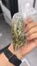 半山农淡竹叶100g 淡竹叶茶煮水 新鲜石竹叶做汤膏搭莲子芯清热去火泡茶 实拍图