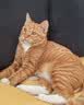 喔喔（WOWO）猫湿粮全价猫用厚肉泥主食包（牛肉味/兔肉）30g*10包 实拍图